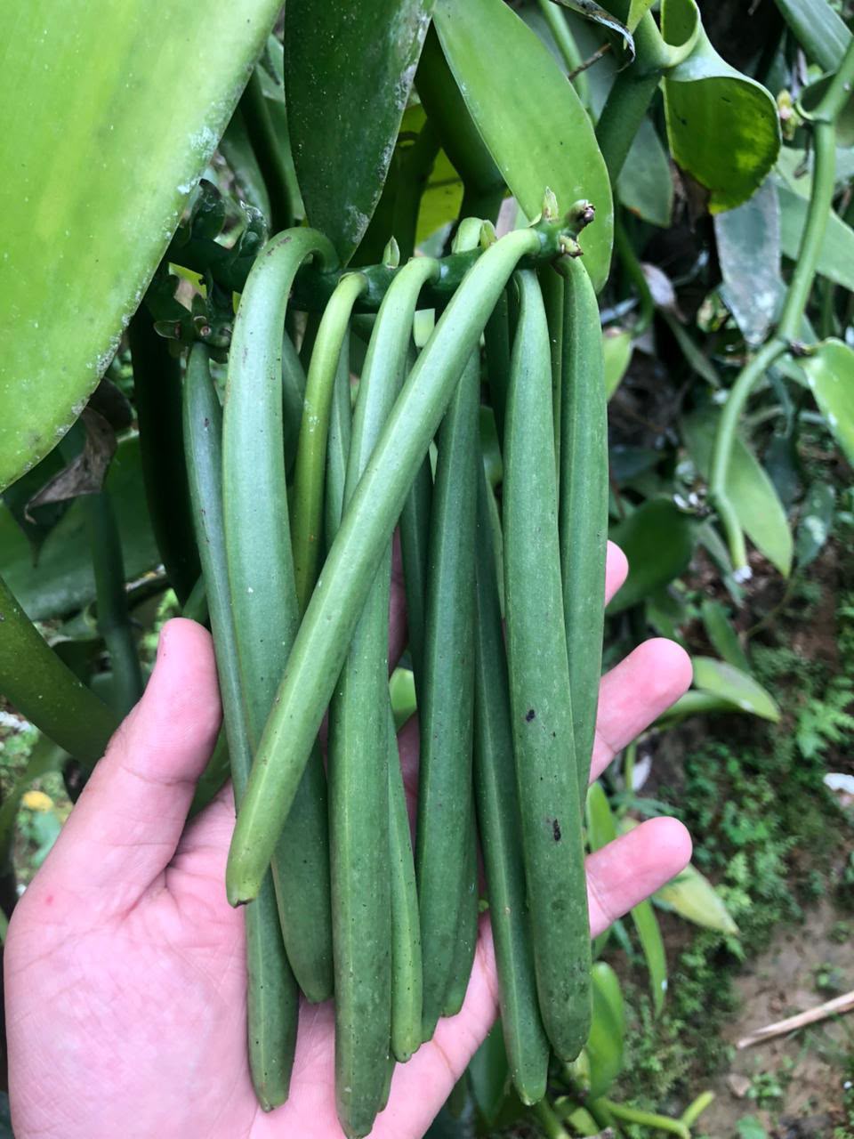 Fresh Vanilla Harvesting from the Farm