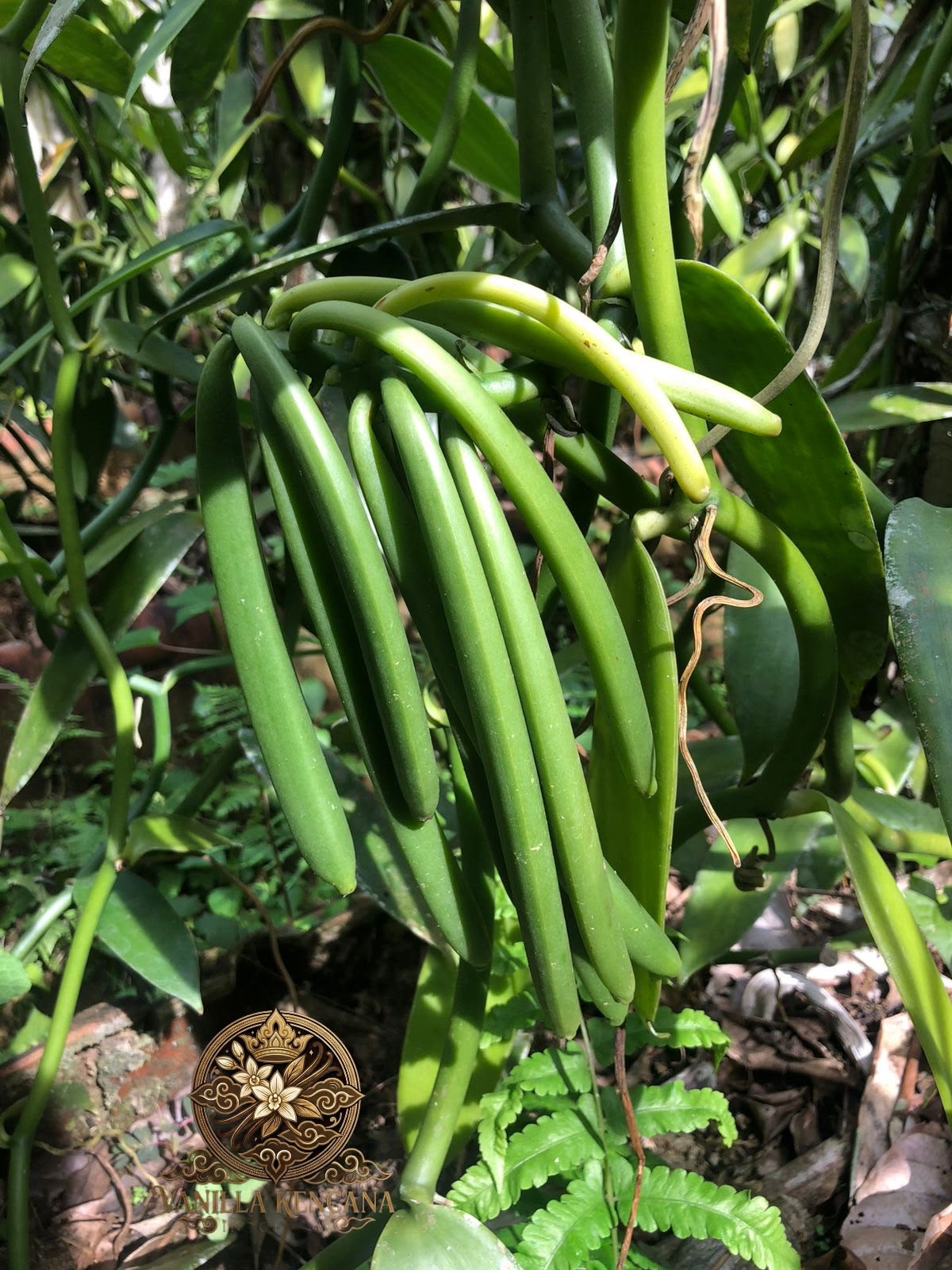 Vanilla Plantation Directly from Local Farmers
